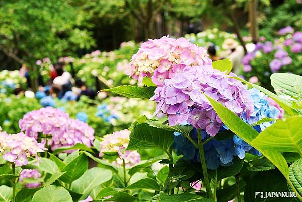 16 鎌倉長谷寺紫陽花 繡球花 花況報導 照片攝於6月4日 欣傳媒 16 鎌倉長谷寺紫陽花 繡球花 花況報導 照片攝於6月4日 欣傳媒