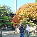 11 水前寺+成趣園 (2).JPG