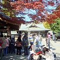 11 水前寺+成趣園 (6).JPG