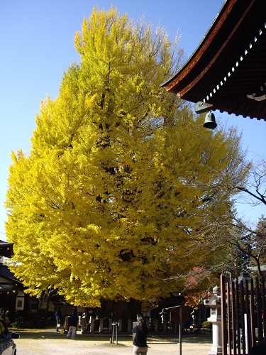 飛驒國分寺（秋）