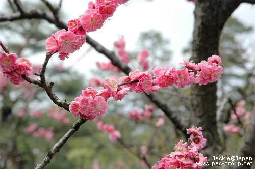 日本三大名園 兼六園 寒斐櫻