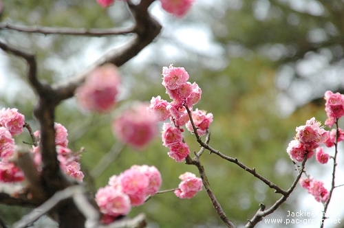 日本三大名園 兼六園 寒斐櫻