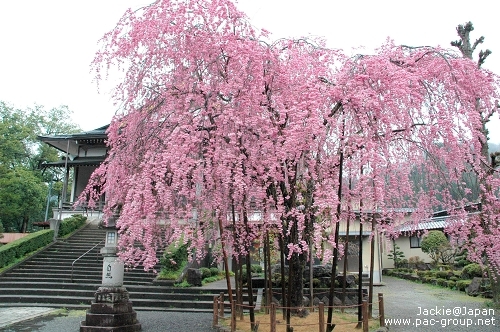 郡上八幡 水鄉之都 長敬寺 枝垂櫻