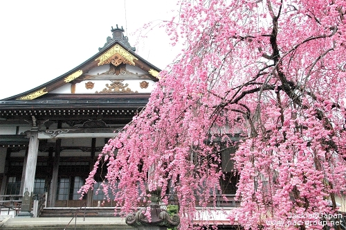 郡上八幡 水鄉之都 長敬寺 枝垂櫻