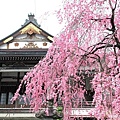 郡上八幡 水鄉之都 長敬寺 枝垂櫻