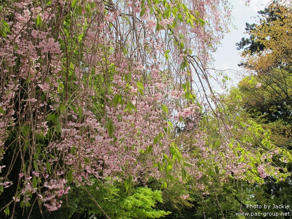 比叡山延曆寺 (19).jpg