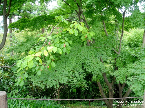 少林山達摩寺 (7).jpg