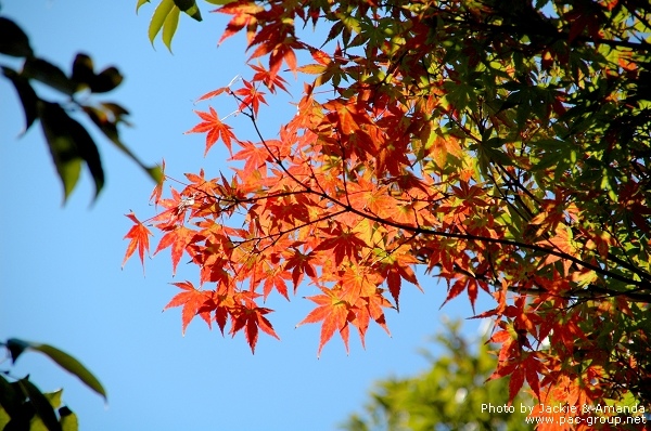 由志園牡丹花園 (11).jpg