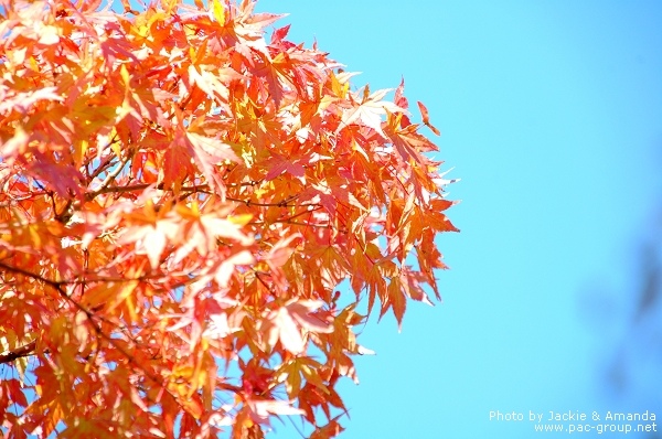 由志園牡丹花園 (12).jpg