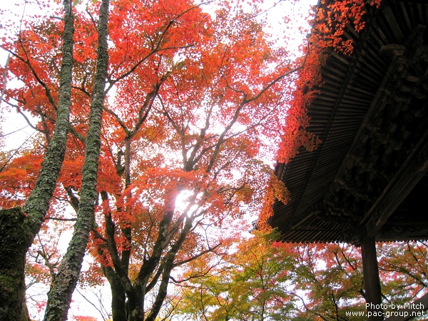 箱根神社 (2).jpg