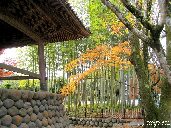 箱根神社 (4).jpg
