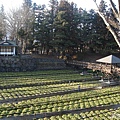 安曇野大王山葵園 (8).jpg