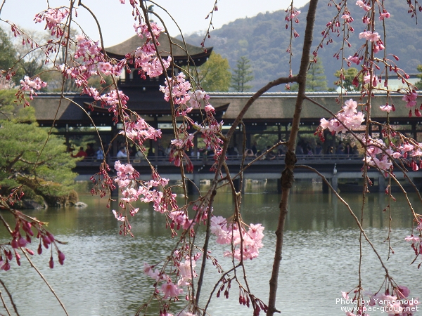 平安神宮‧神苑 (13).jpg