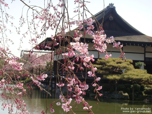 平安神宮‧神苑 (14).jpg