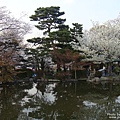 圓山公園 (5).jpg