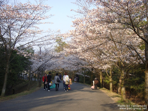 播磨中央公園 (2).jpg