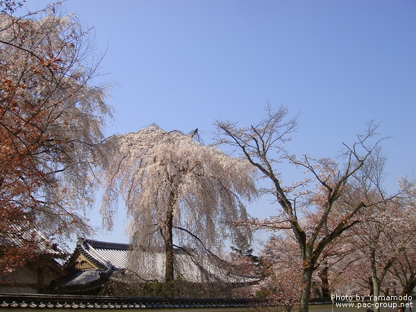 醍醐寺 (7).jpg