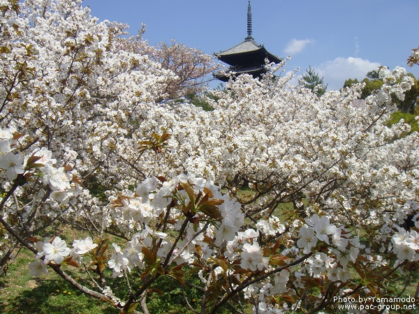 仁和寺 (11).jpg