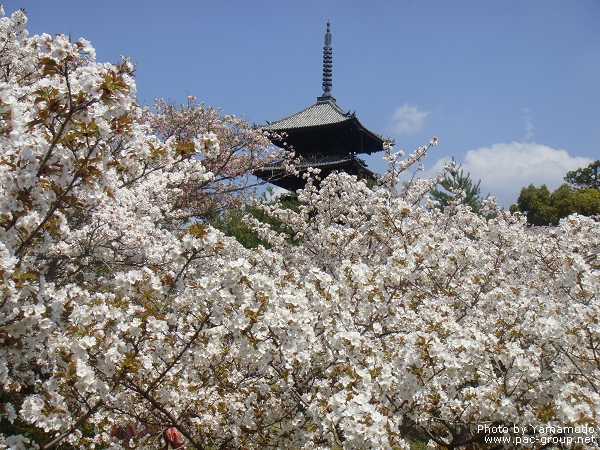 仁和寺 (12).jpg