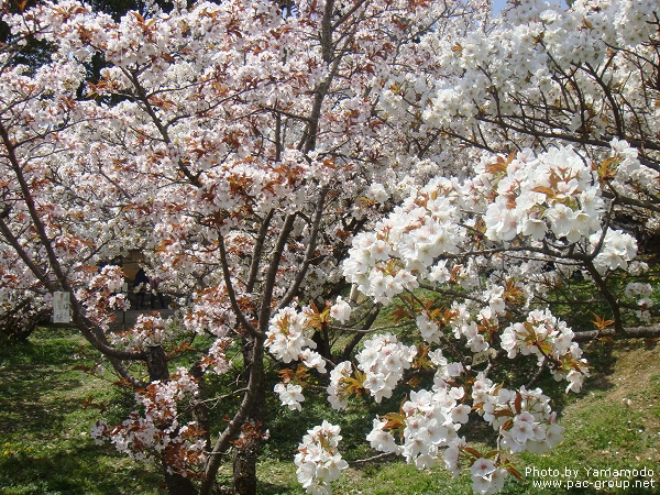 仁和寺 (13).jpg