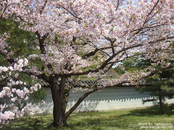 仁和寺 (30).jpg