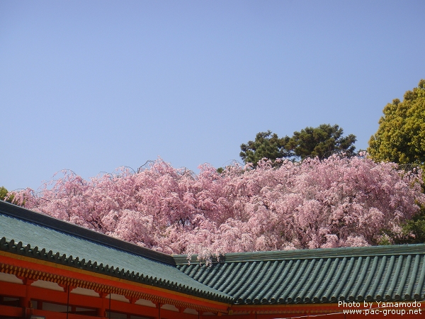 平安神宮‧神苑 (1).jpg