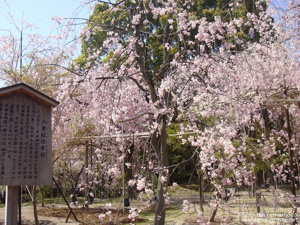 平安神宮‧神苑 (2).jpg