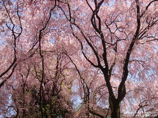 平安神宮‧神苑 (6).jpg