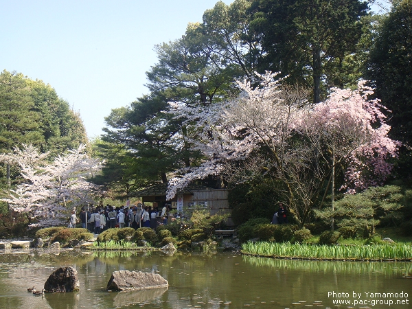 平安神宮‧神苑 (11).jpg