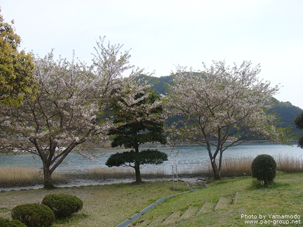 宮川堤公園 (3).jpg