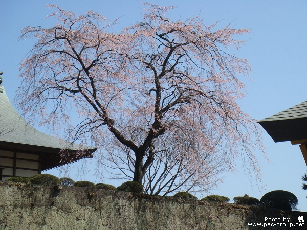 妙義神社 (8).jpg