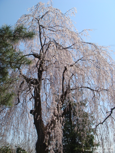 妙義神社 (9).jpg