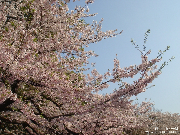 櫻山公園