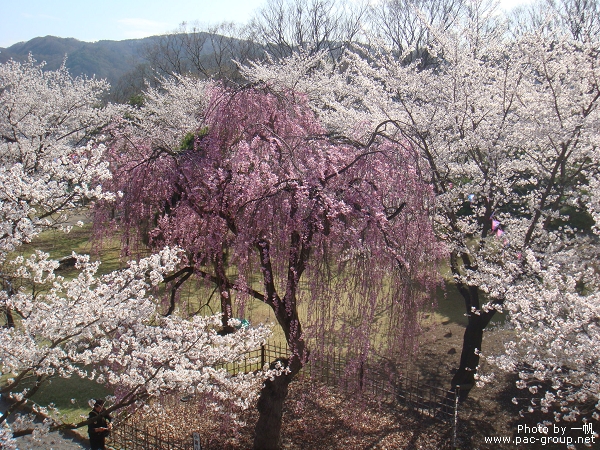 小諸懷古園 (10).jpg