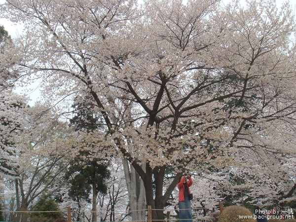 沼田城址公園 (2).jpg