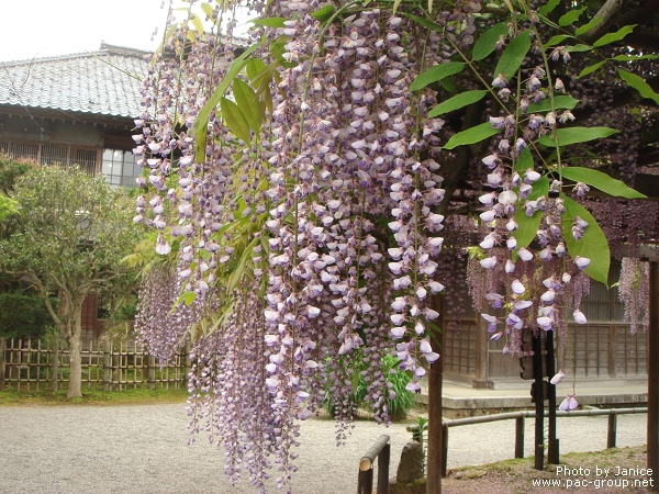 豪農之家‧北方文化博物館 (5).jpg