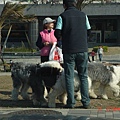 3 old english sheep dogs