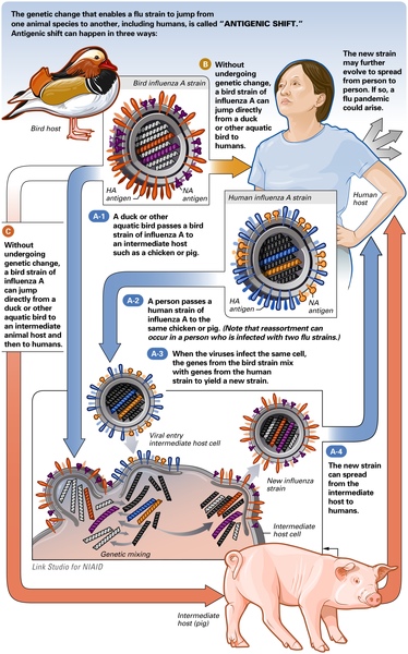 swine flu small.JPG