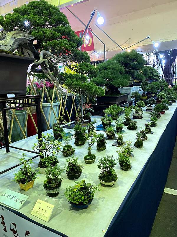 台北假日私房景點 建國花市 可使用農藝券 有花有植物有茶意外的好逛 愛笑的多莉魚 痞客邦