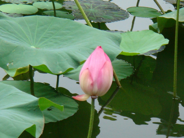 荷花.JPG 荷花.JPG