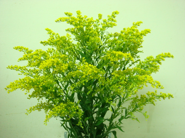 麒麟草花語 Lisolanche