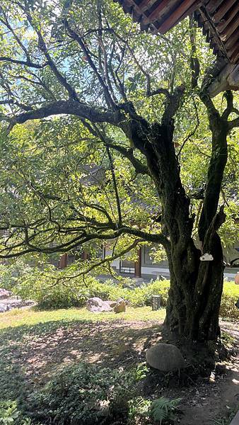 『中國福建』喬碩諾爸帶團初體驗!!#EP2登武夷山&印象大紅