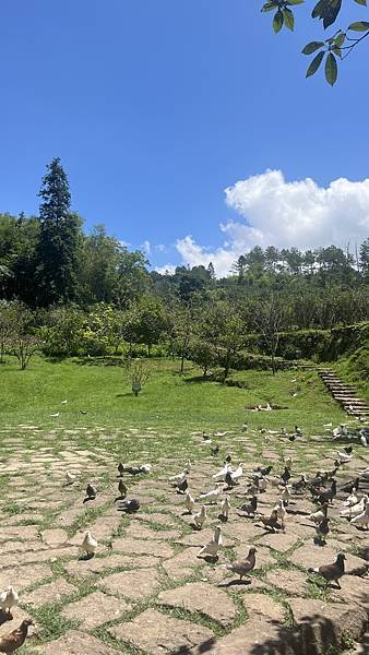 『中國福建』喬碩諾爸帶團初體驗!!#EP2登武夷山&印象大紅