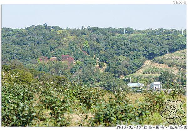 07_櫻花-茶園