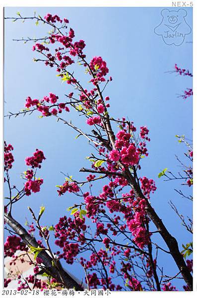 櫻花-楊梅大同國小11
