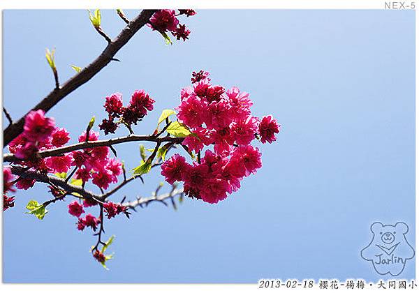 櫻花-楊梅大同國小16