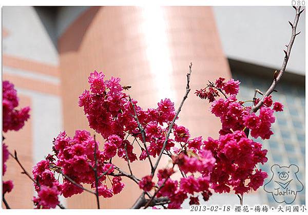 櫻花-楊梅大同國小22