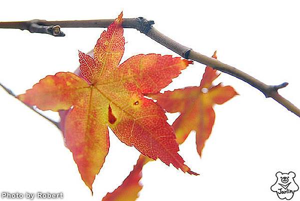 伏見稻荷大社 (14)