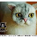 felt cat_羊毛氈貓咪_Jarlin2