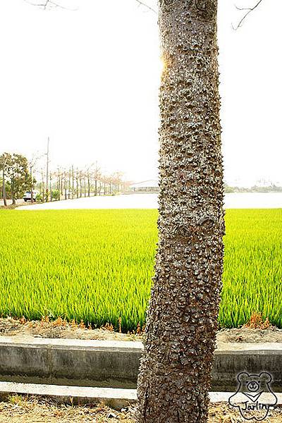 台南林初埤木棉花 (05).jpg